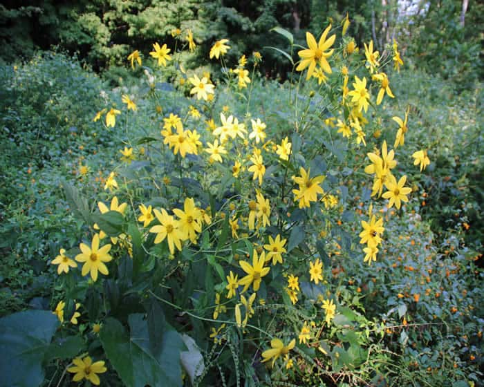 Brodhead flowers