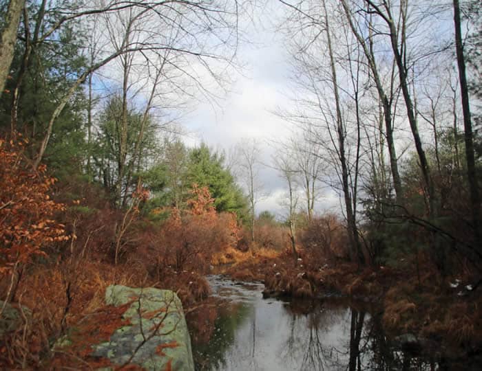 Thomas Darling Preserve