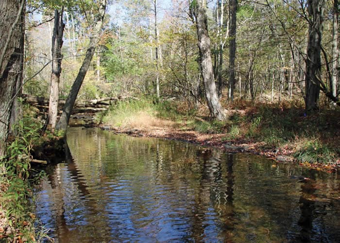 NOTHSTEIN PRESERVE