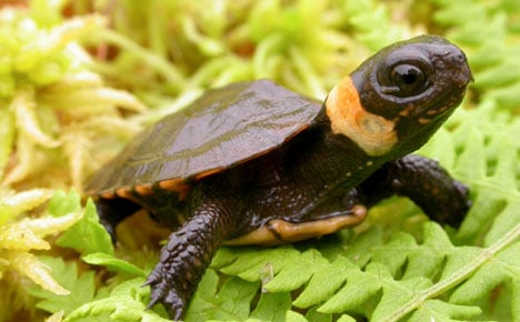 TURTLE HABITAT IN CHERRY VALLEY