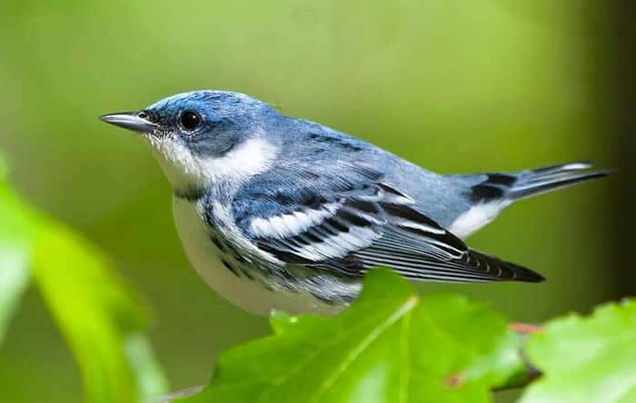 DELAWARE STATE FOREST'S WARBLER HABITAT-Warbler