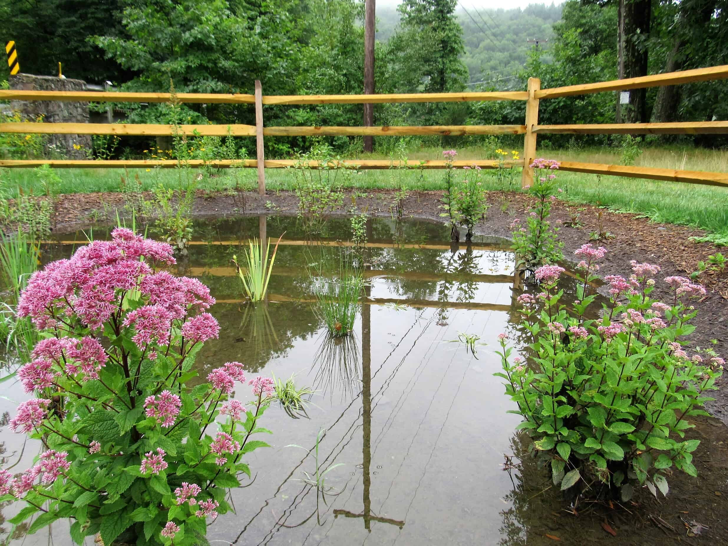 Plant Native - Brodhead Watershed Association, image size:2471x1853