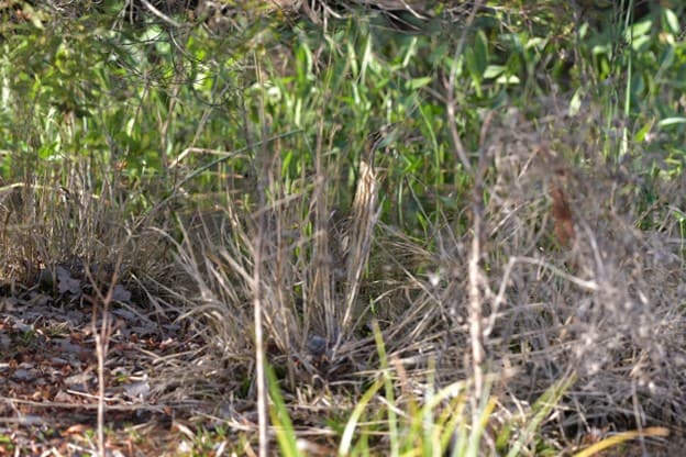 American Bittern