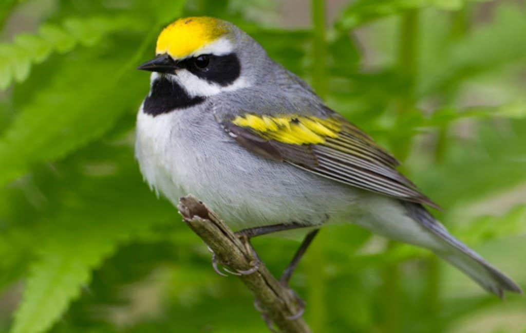 Golden-Winged Warbler