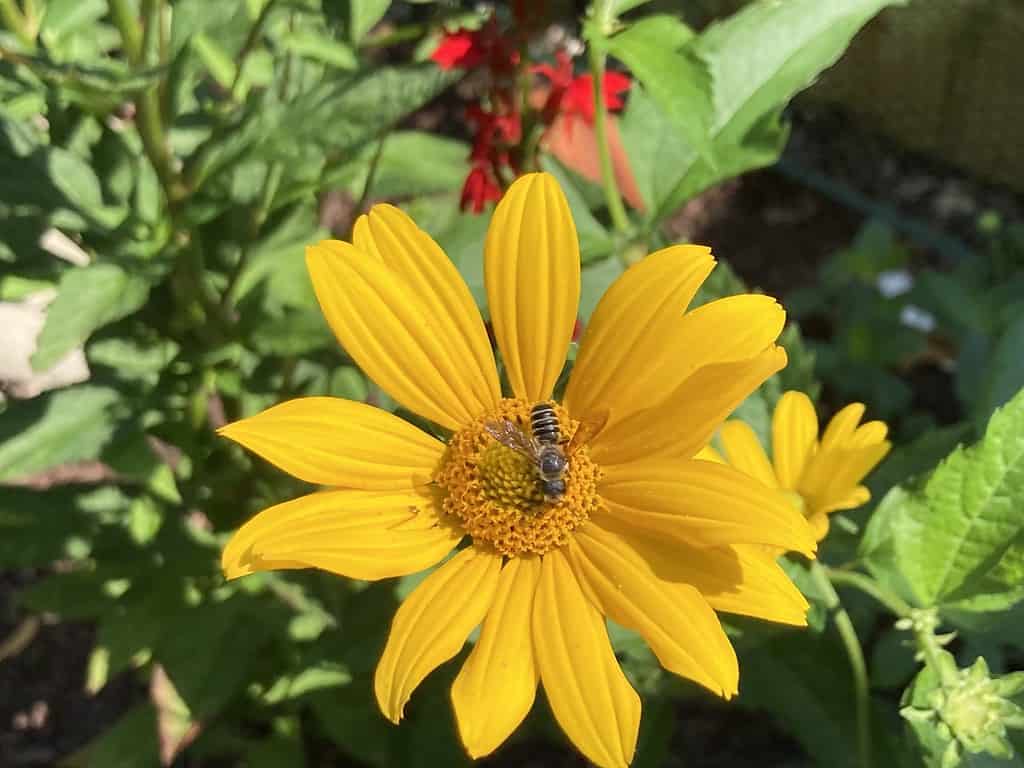 Backyard Pollinators
