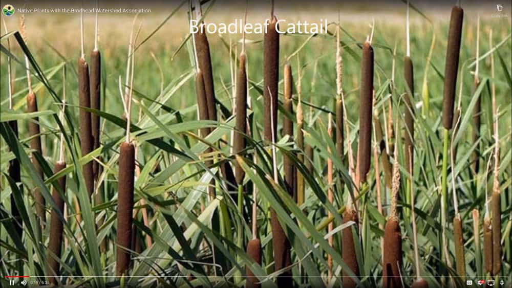 Native Plant video