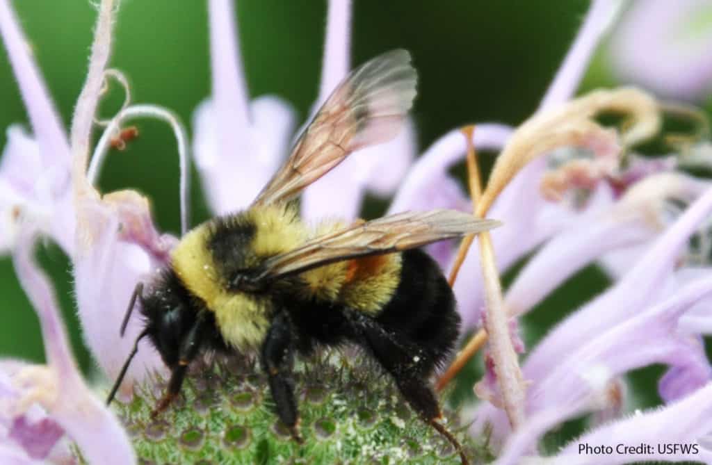 Rusty Patched Bumblebee