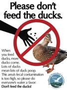 don't feed the ducks
